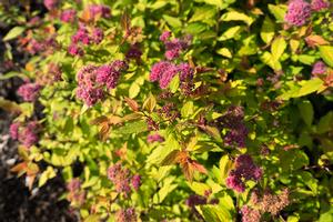 Spiraea japonica Rainbow Fizz™