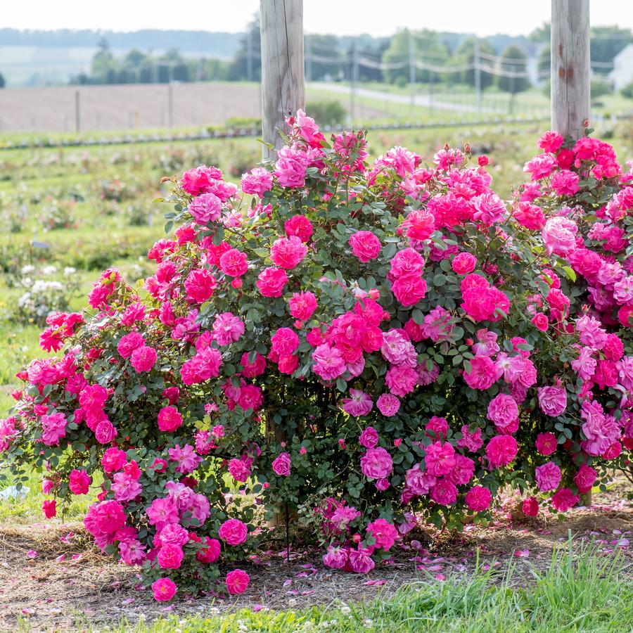 Rose Climber Highwire Flyer™