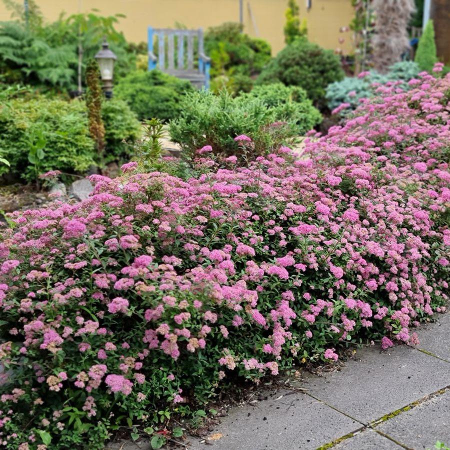 Spiraea japonica Poprocks® Petite