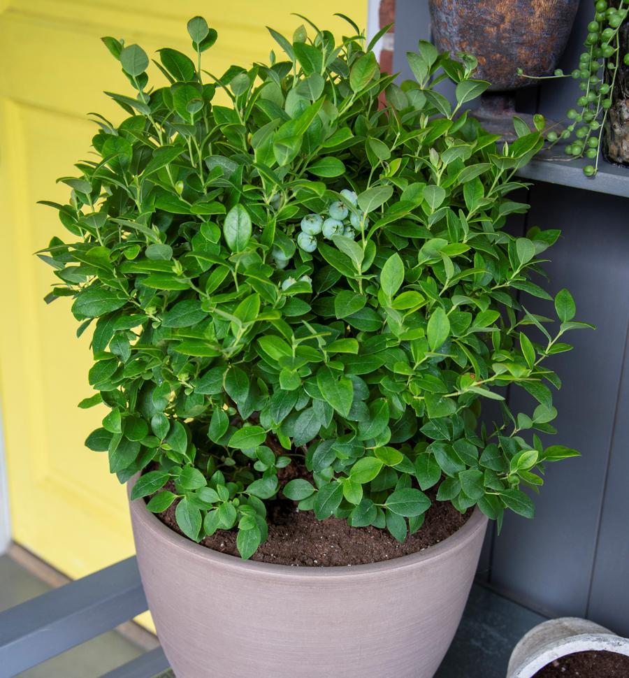 Vaccinium Bushel and Berry™ Southern Bluebelle™