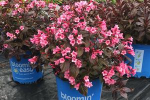 Weigela x Stunner®