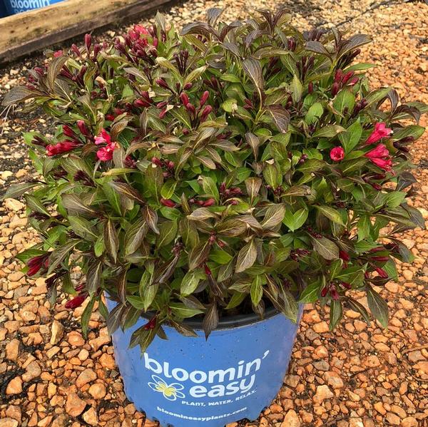 Weigela x Electric Love&reg;