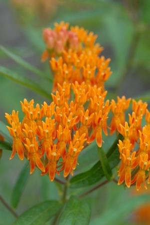 Asclepias curassavica 