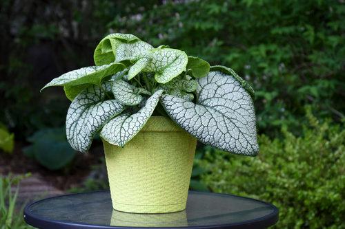 Brunnera macrophylla 'Jack of Diamonds'