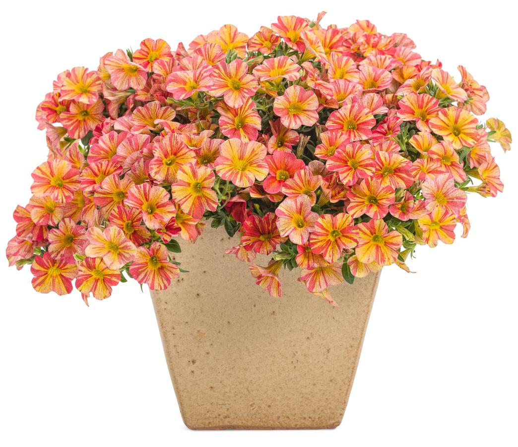 Calibrachoa x Superbells® Tropical Sunrise