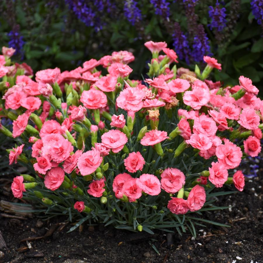 Dianthus Fruit Punch® 'Classic Coral'