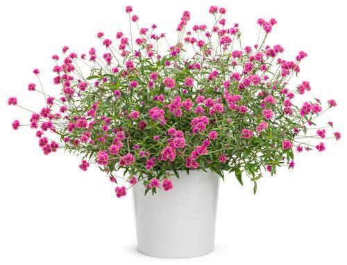 Gomphrena pulchella Trufful™ Pink