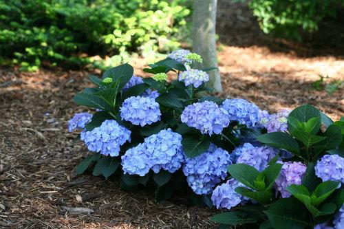 Hydrangea macrophylla Let's Dance® Blue Jangles®