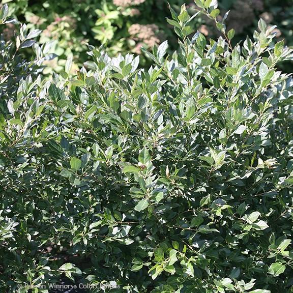 Ilex verticillata Little Goblin&reg Guy