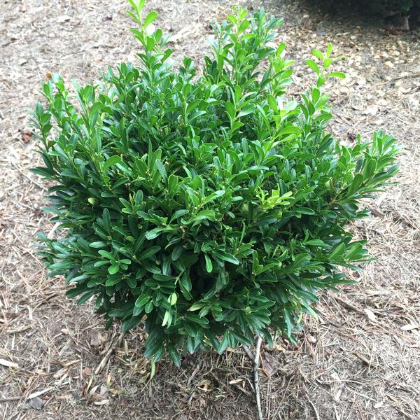 Buxus harlandii 