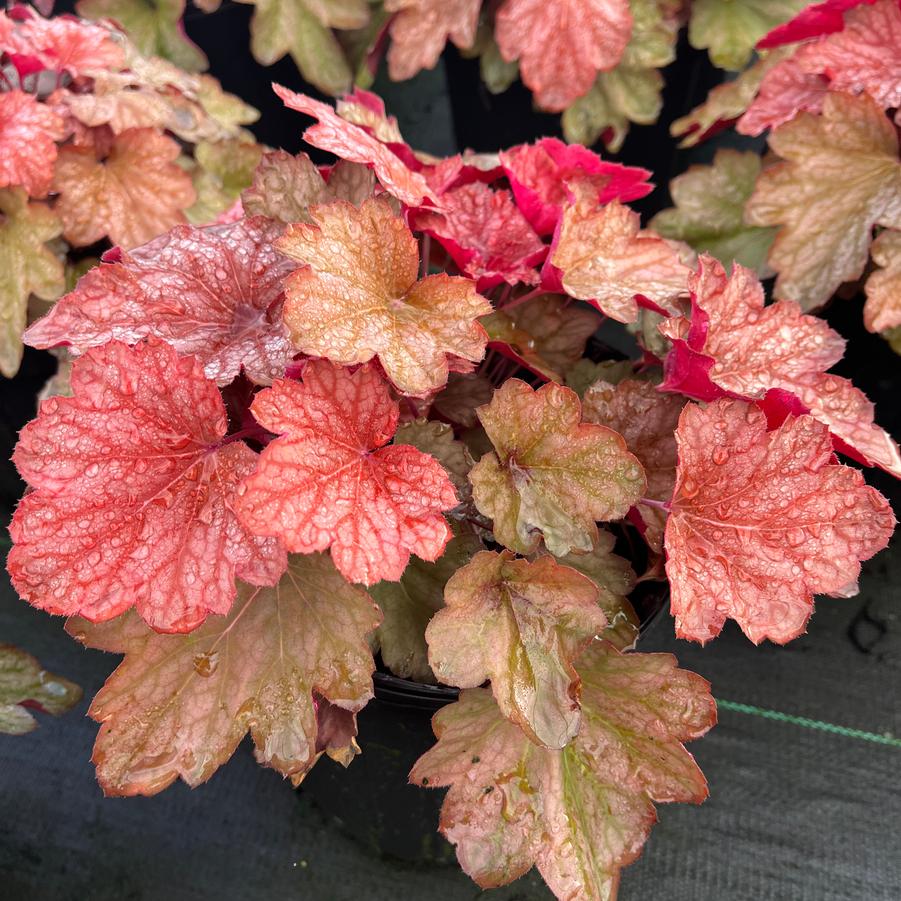 Heuchera 'Carnival Watermelon'