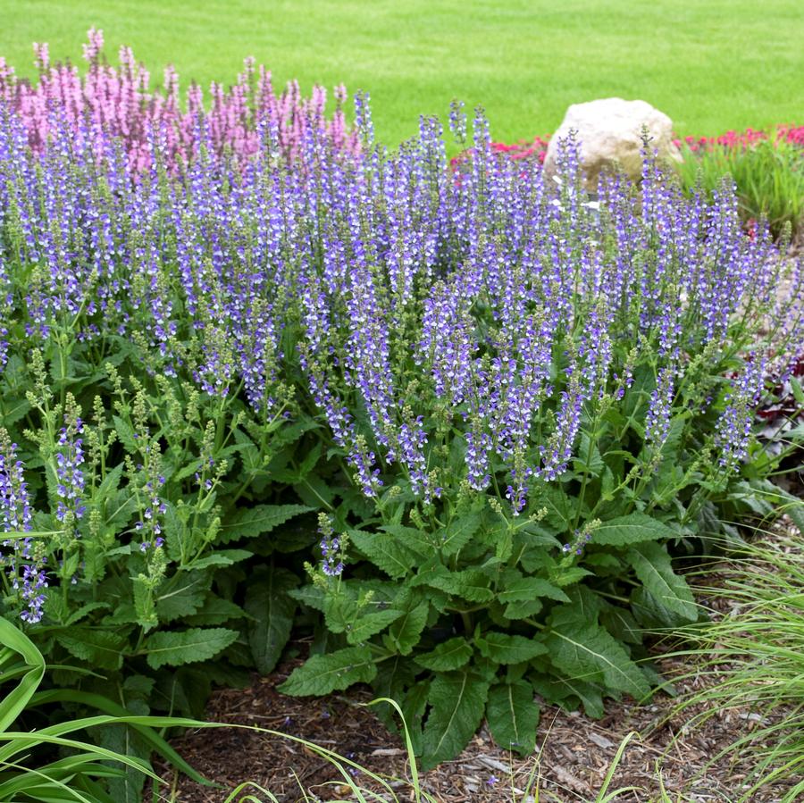 Salvia Color Spires® 'Azure Snow'