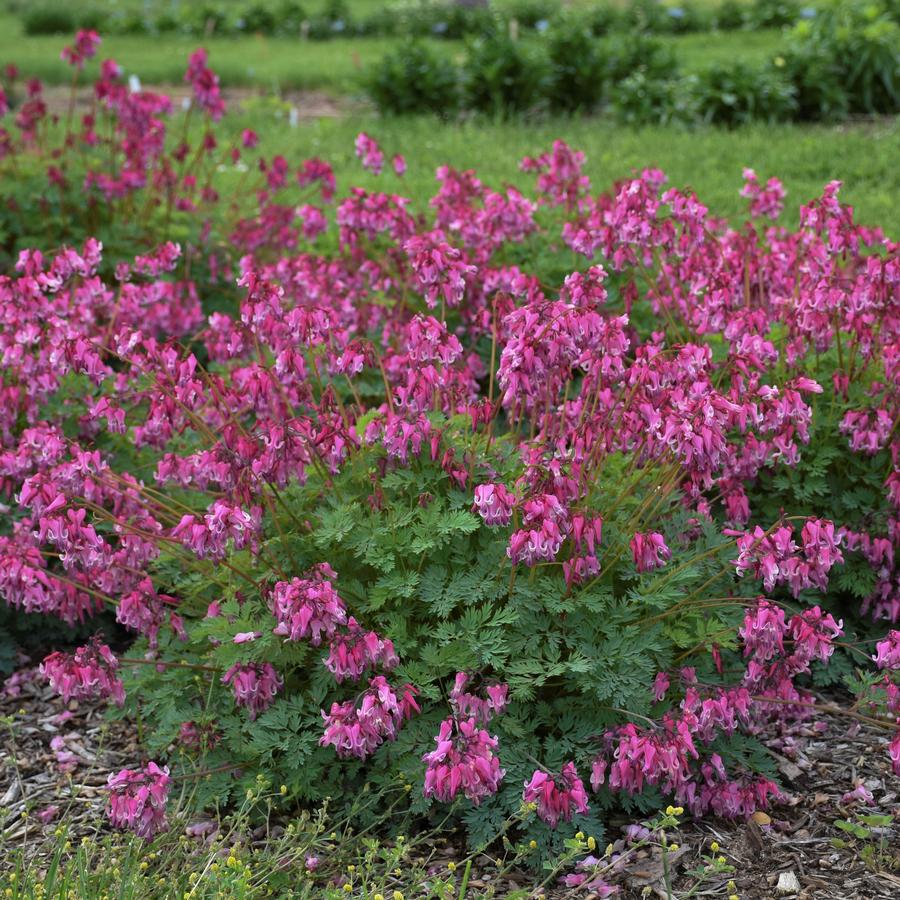 Dicentra 'Pink Diamonds'