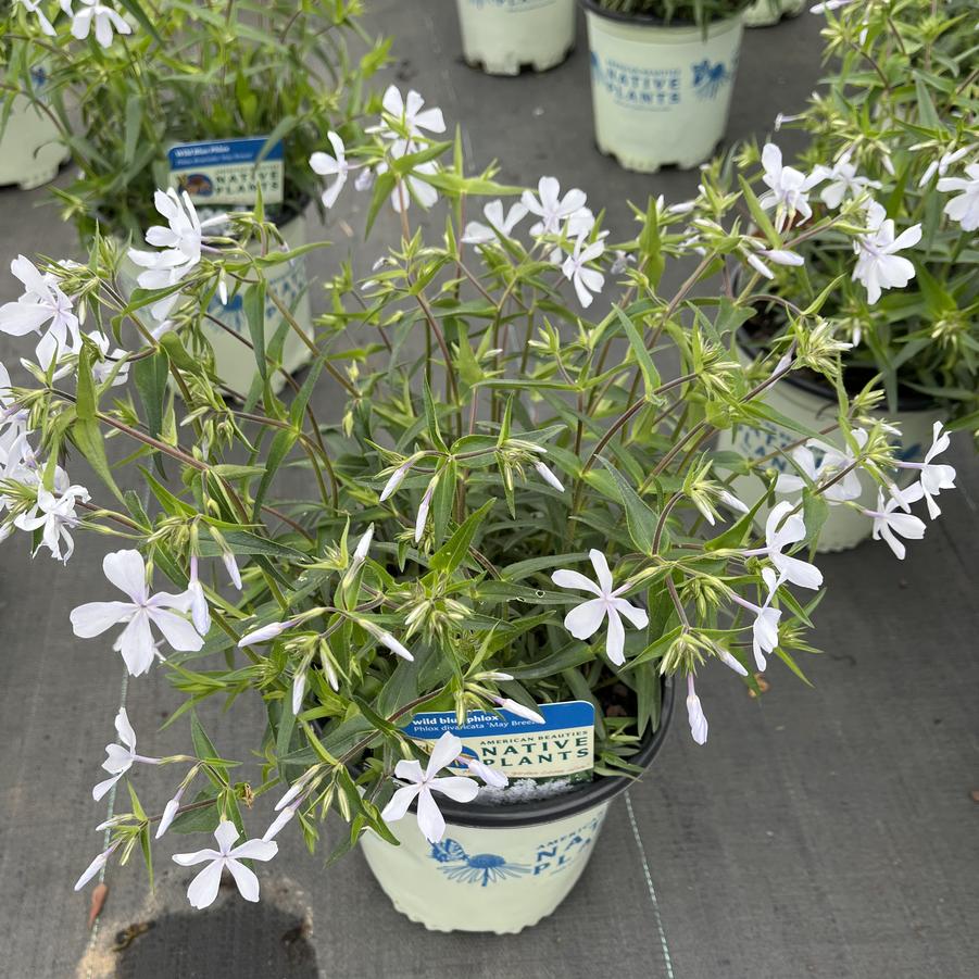 Phlox divaricata 'May Breeze'