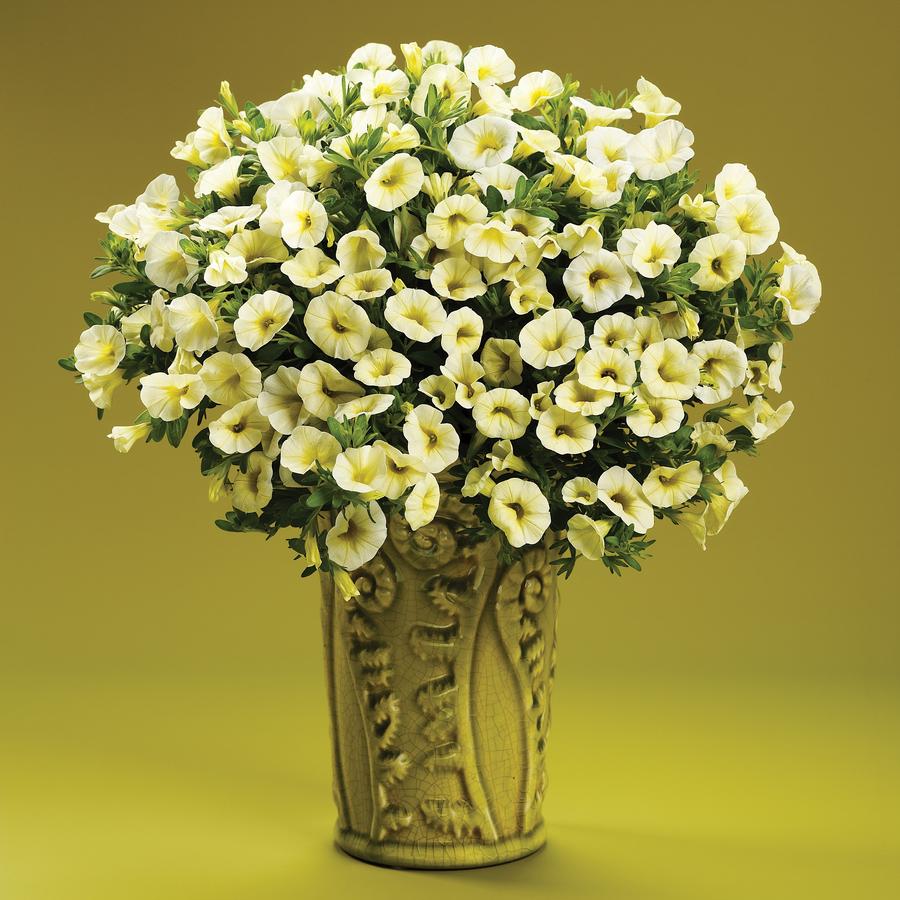 Calibrachoa Superbells® Yellow Chiffon