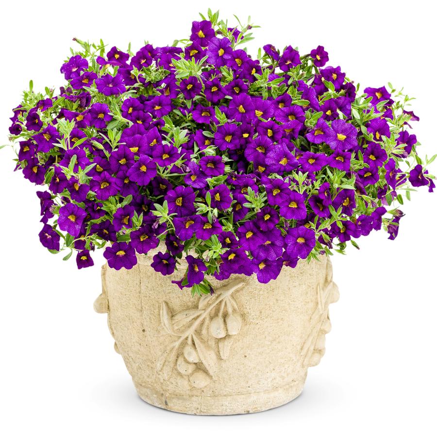 Calibrachoa Superbells® Blue