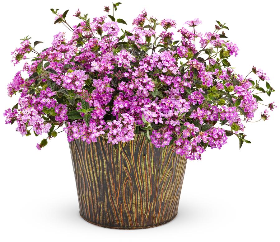 Lantana Luscious® Grape PP19357