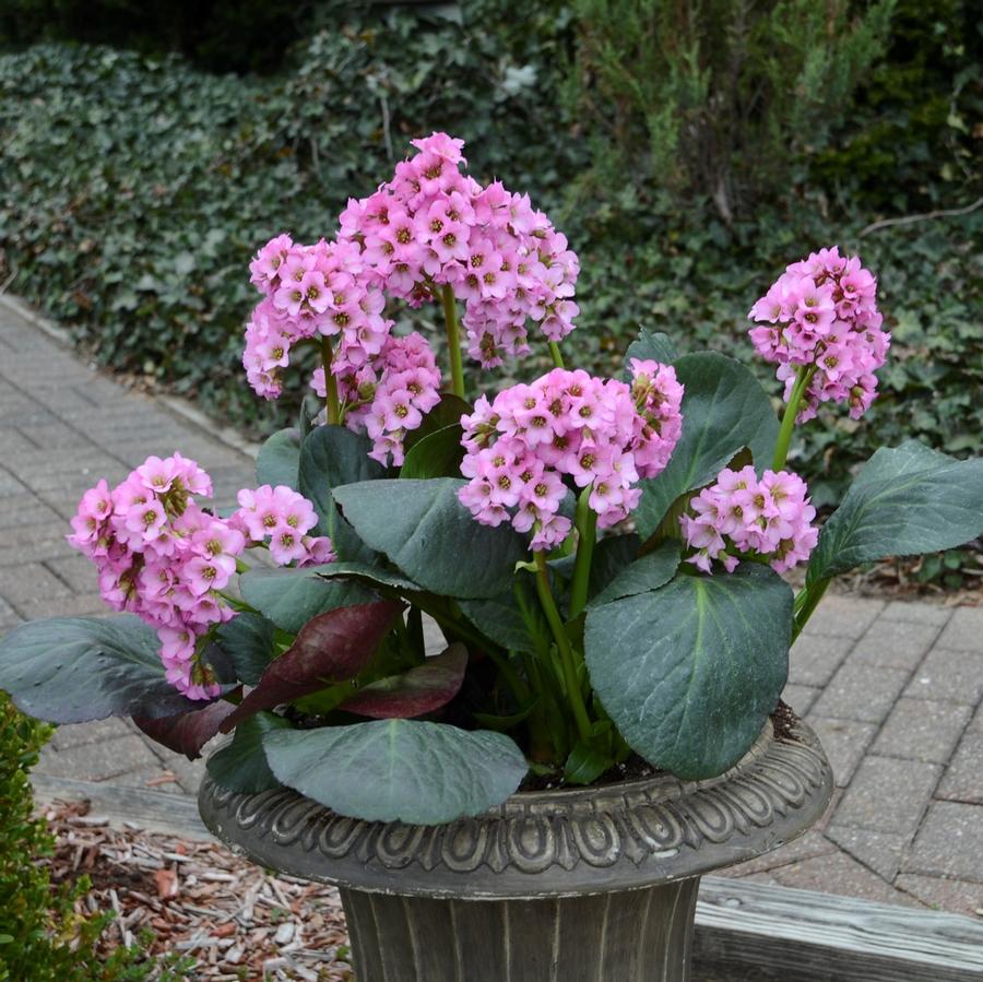 Bergenia cordifolia 'Miss Piggy'