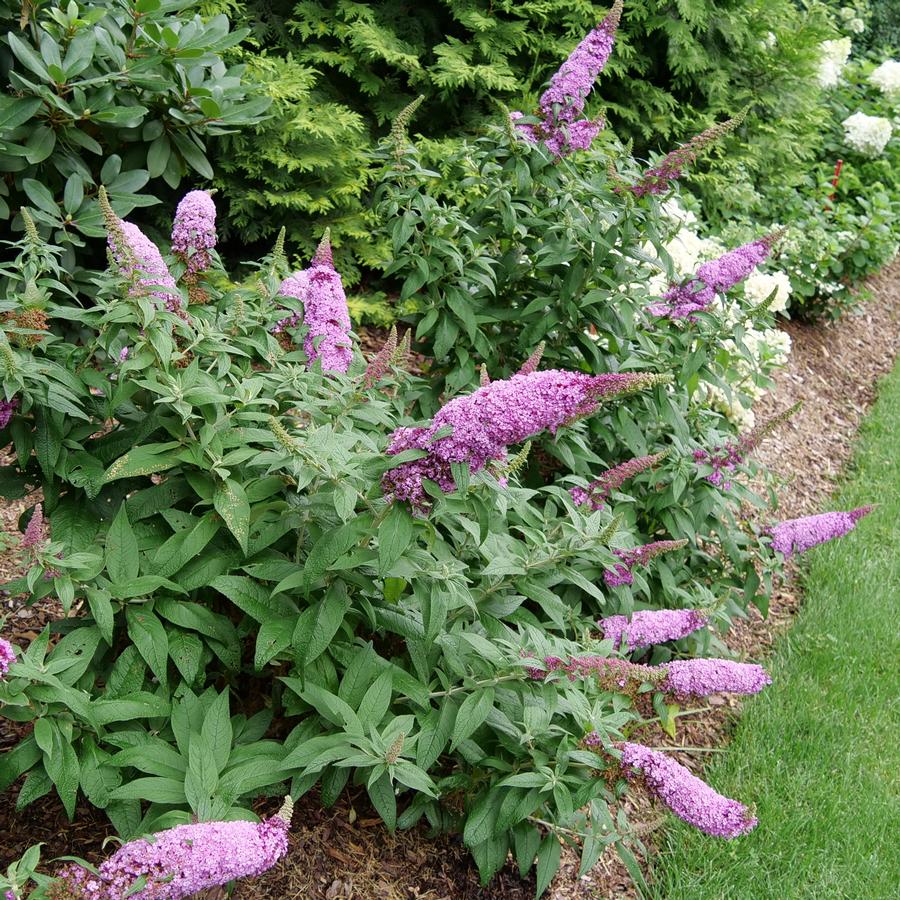 Buddleia x Pugster Pinker®