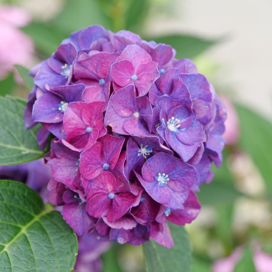 Hydrangea macrophylla Wee Bit Grumpy®