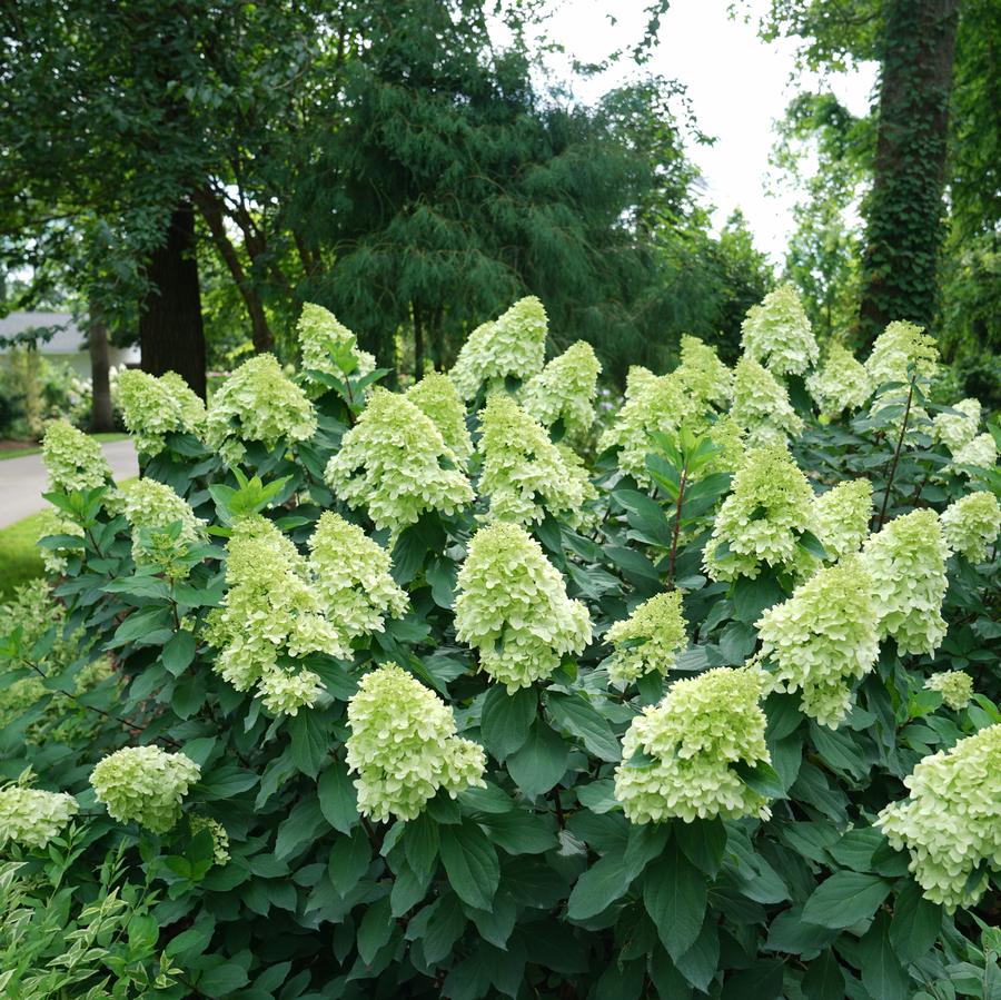 Hydrangea paniculata Limelight Prime®