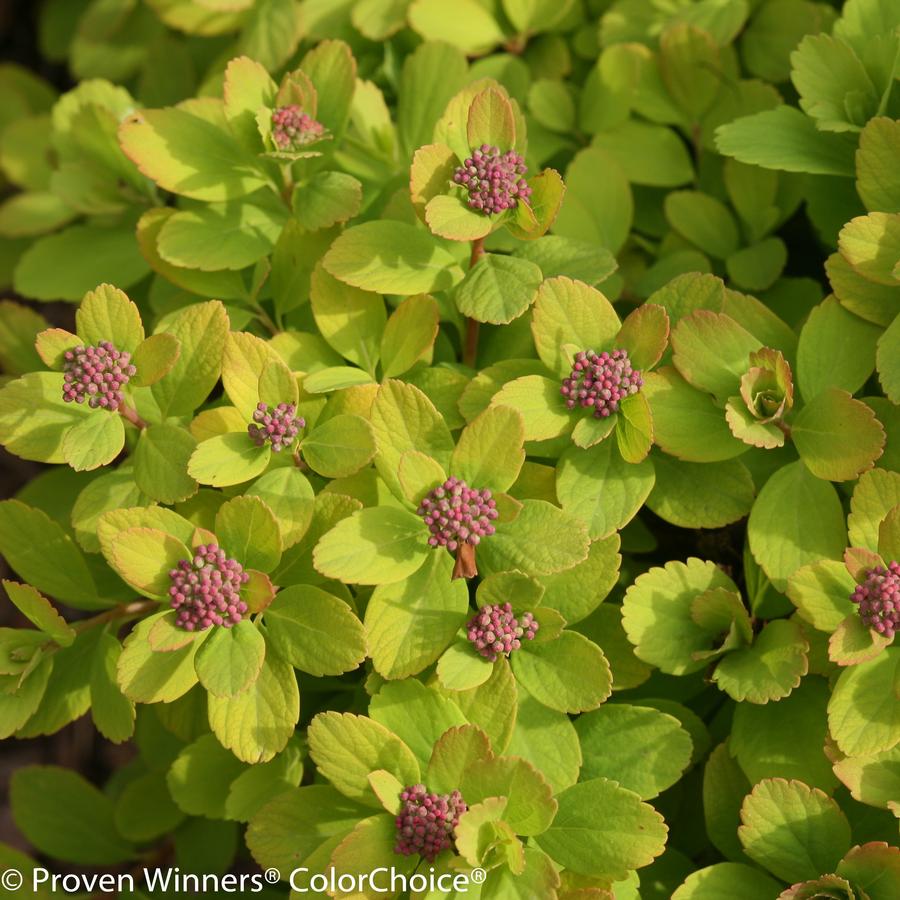 Spiraea betulifolia Glow Girl®