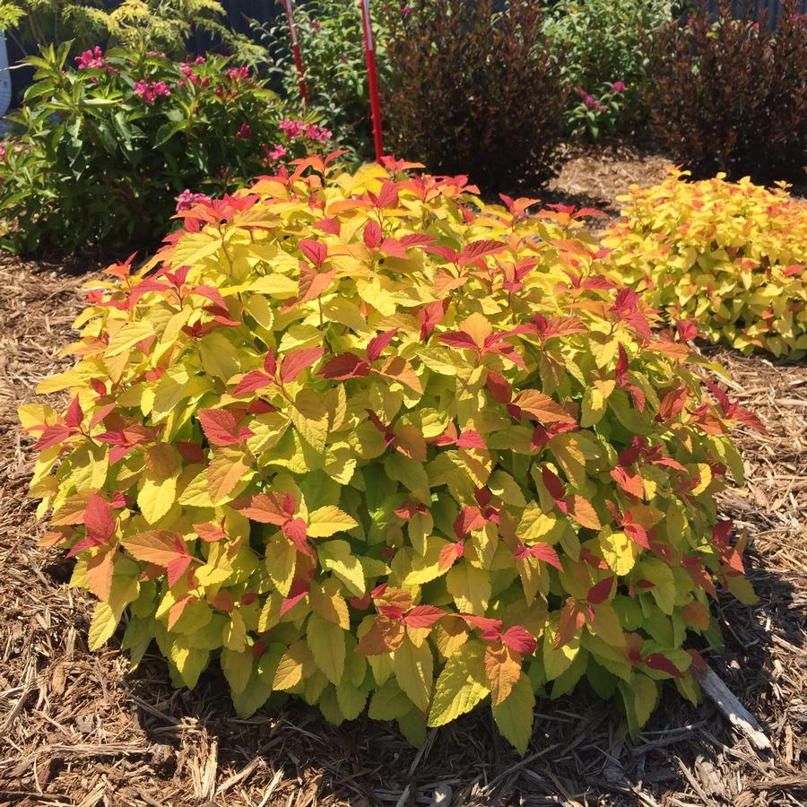 Spiraea japonica Double Play® Candy Corn®