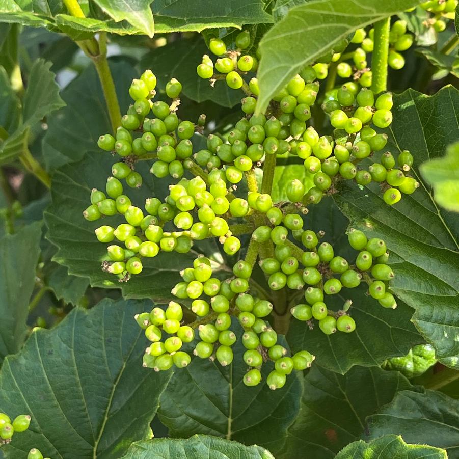 Viburnum dentatum var. deamii Glitters & Glows®