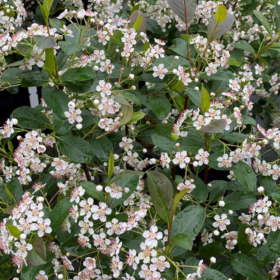 Aronia melanocarpa Low Scape Snowfire®