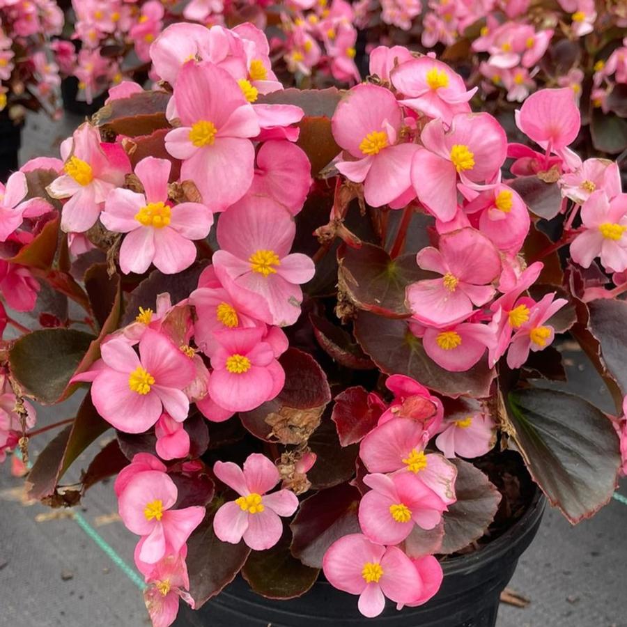 Begonia Nightlife Pink