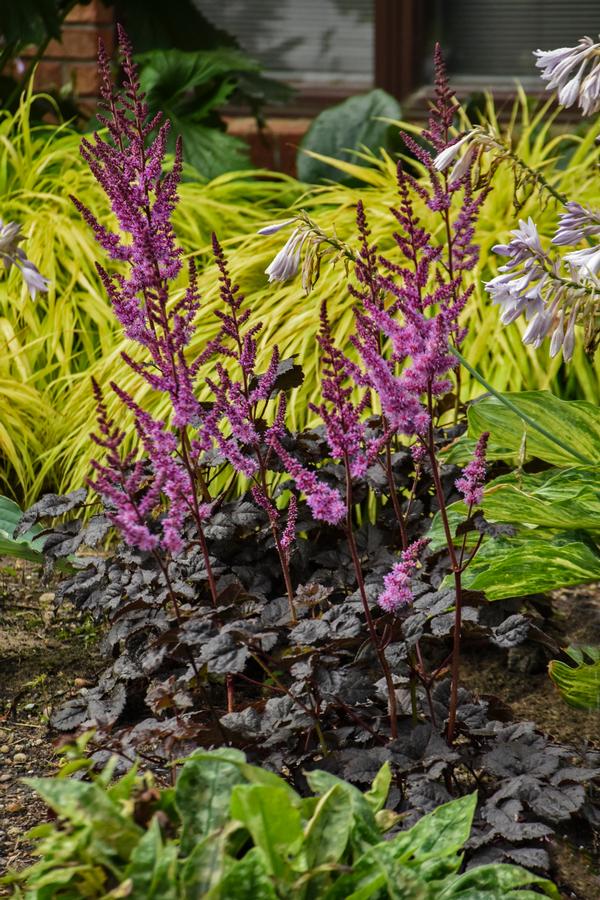 Astilbe 'Dark Side of the Moon'