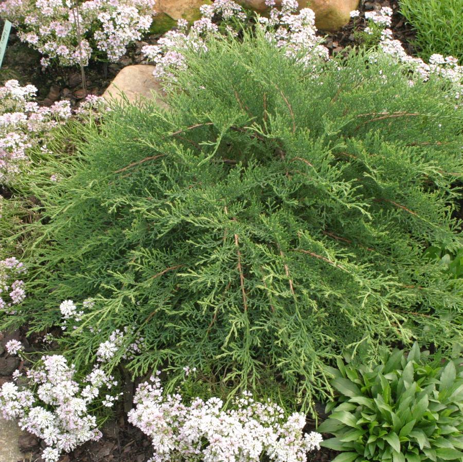 Microbiota decussata Celtic Pride®