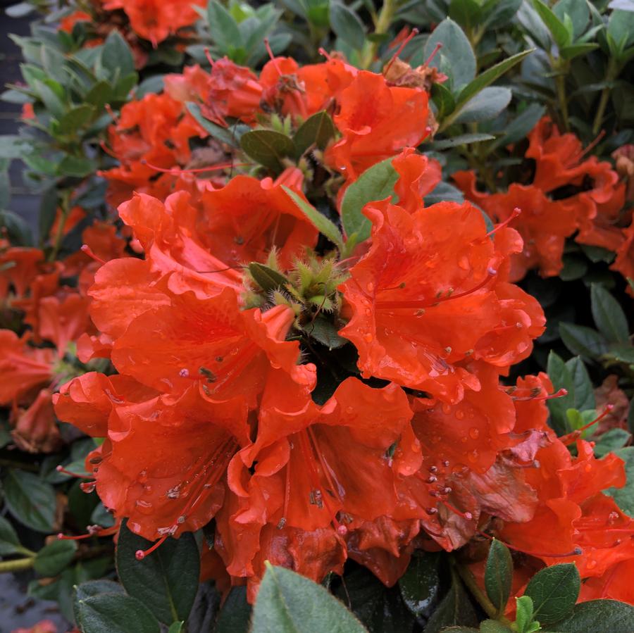 Azalea Perfecto Mundo® Orange