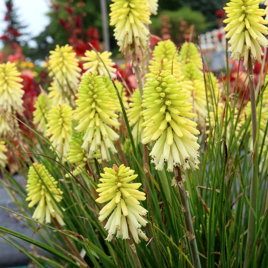 Kniphofia hybrid POCO™ 'Citron'