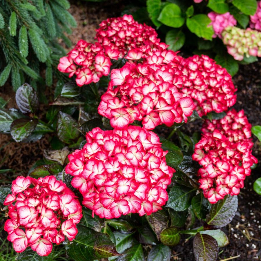 Hydrangea macrophylla Kimono™