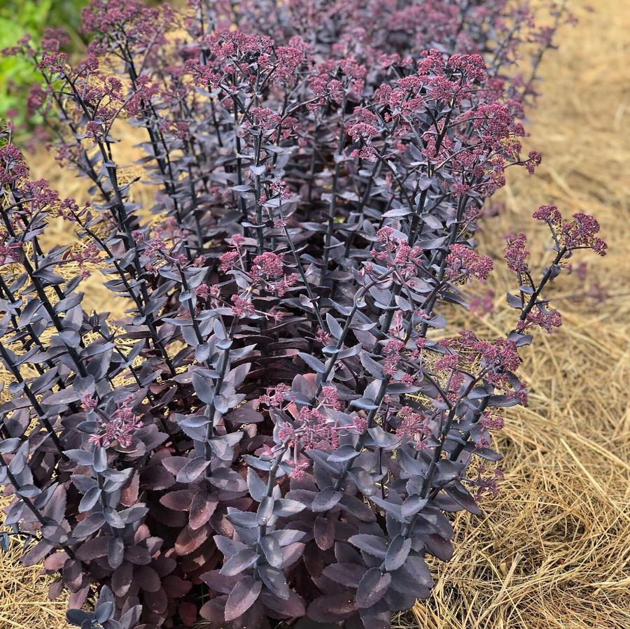 Sedum Mojave Jewels™ Diamond