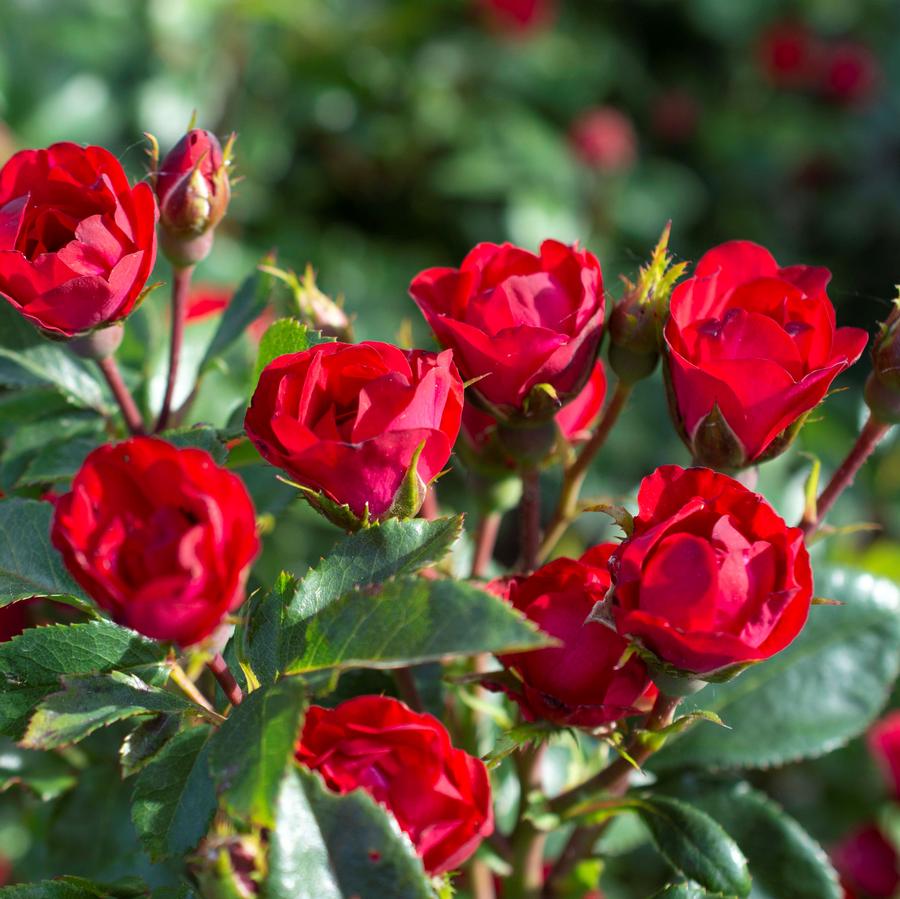 Rose Petite Knock Out&reg;