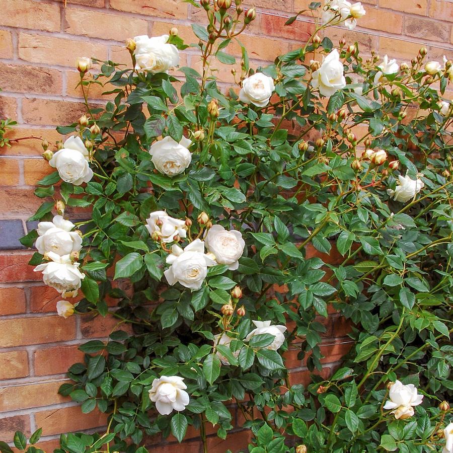 Rose David Austin® Claire Austin