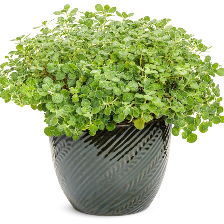 Plectranthus Cerveza 'n Lime®