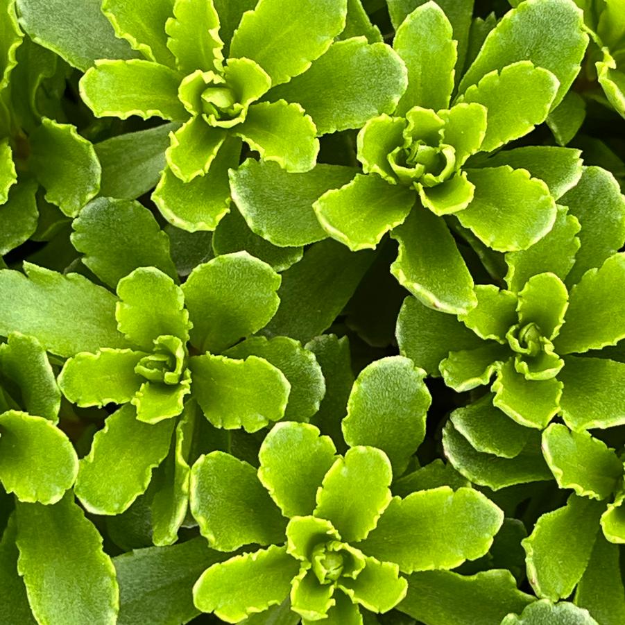 Sedum hybrid Rock 'N Round® 'Bright Idea'