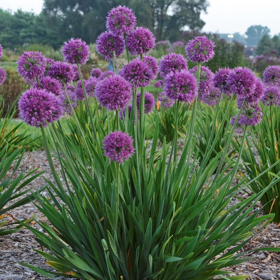 Allium 'Lavender Bubbles'