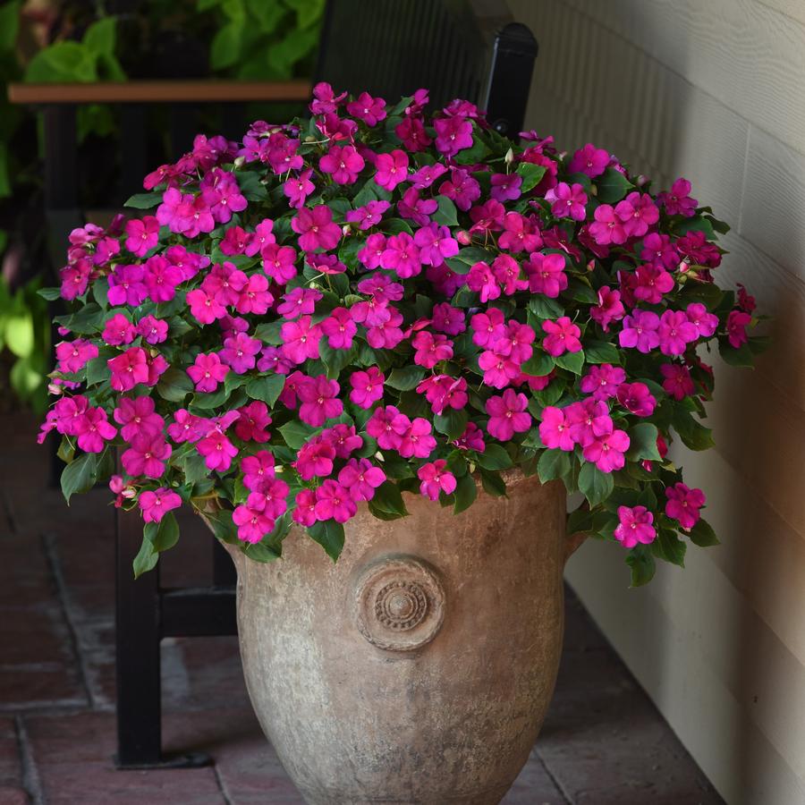 Impatiens Beacon® Violet Shades