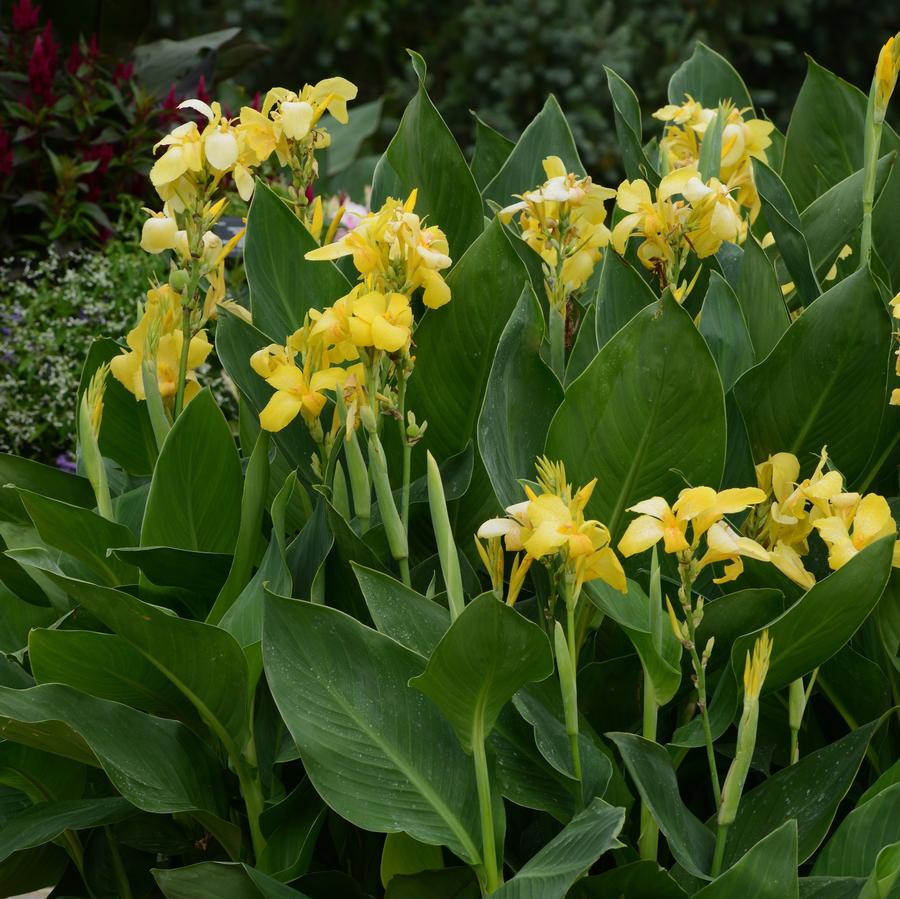 Canna Cannova® Yellow