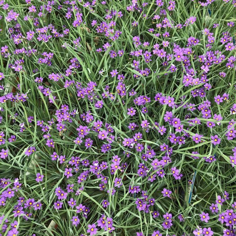 Sisyrinchium angustifolium Lucerne