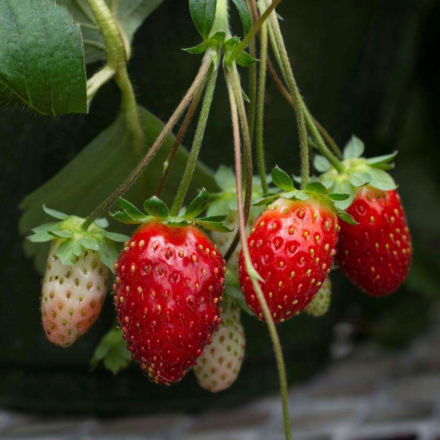 Fragaria x ananassa Bushel and Berry® Rosy Belle™
