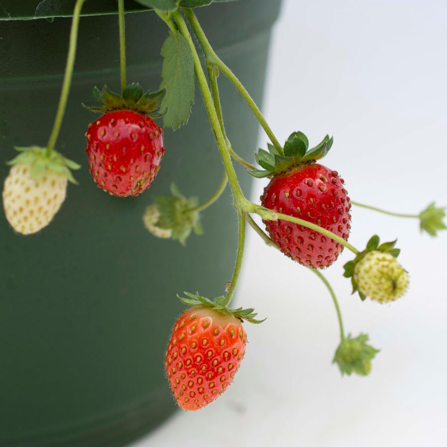 Fragaria x ananassa Bushel and Berry® Scarlet Belle™