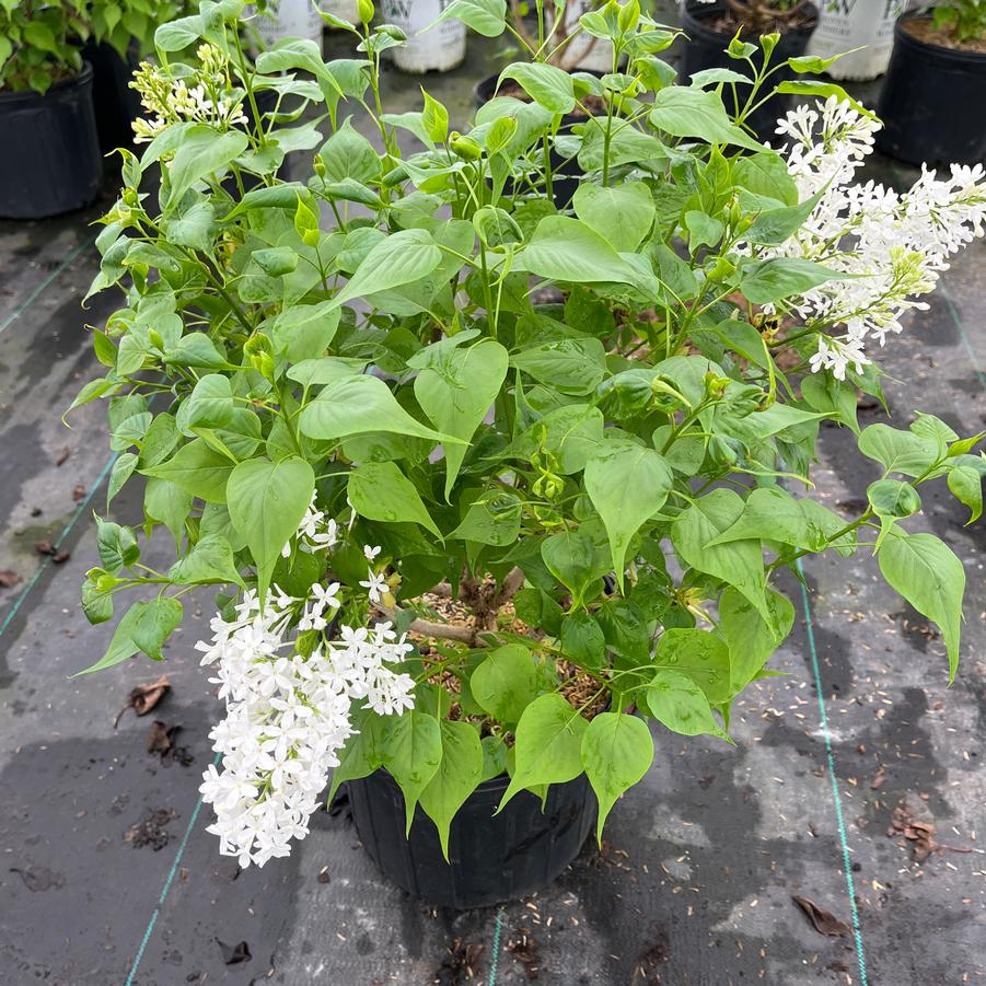 Syringa vulgaris New Age™ White