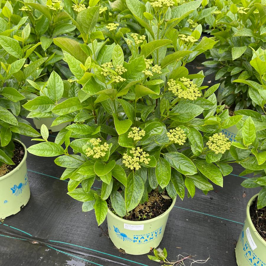 Viburnum nudum Winterthur