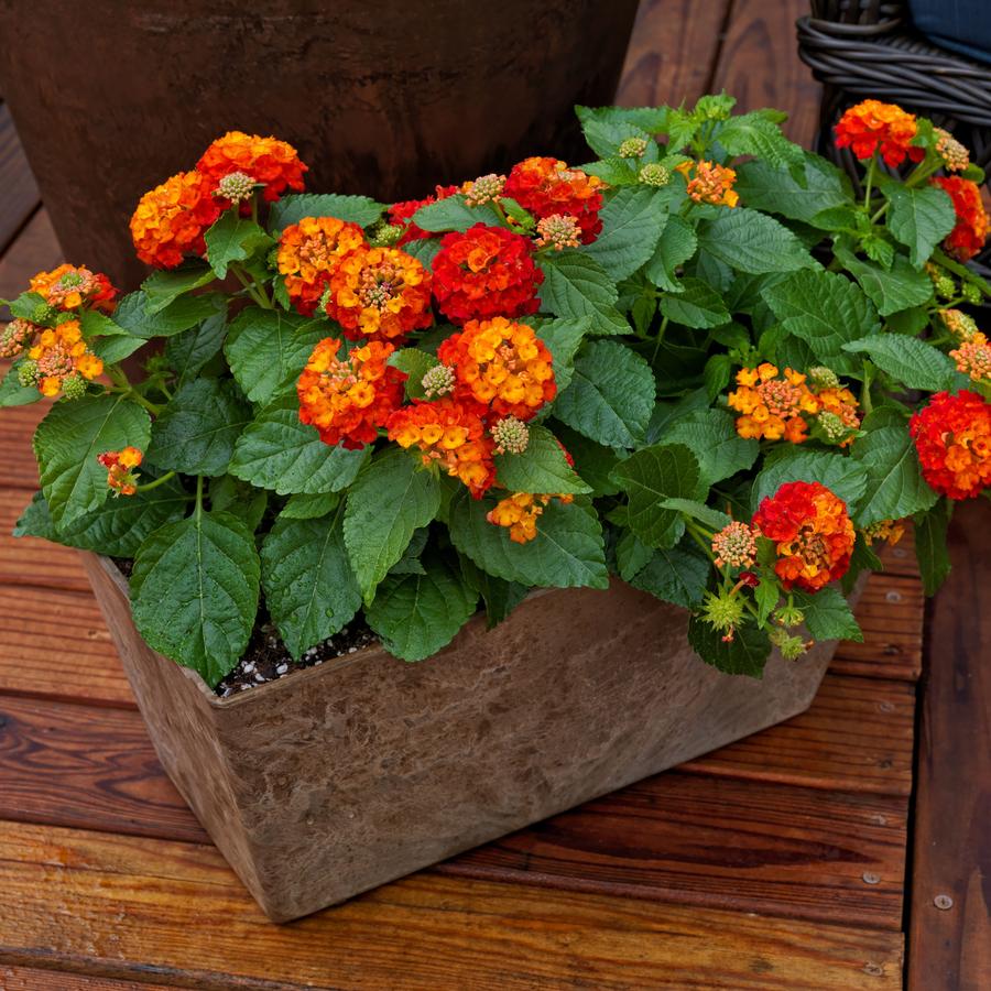 Lantana Bandana® Red