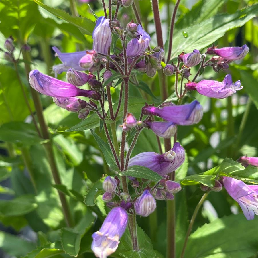 Penstemon Nova® Twilight